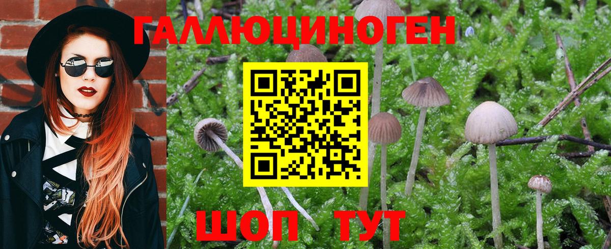 Псилоцибиновые грибы Psilocybe  Псилоцибиновые грибы Psilocybe  Ржев  Вход с VPN 