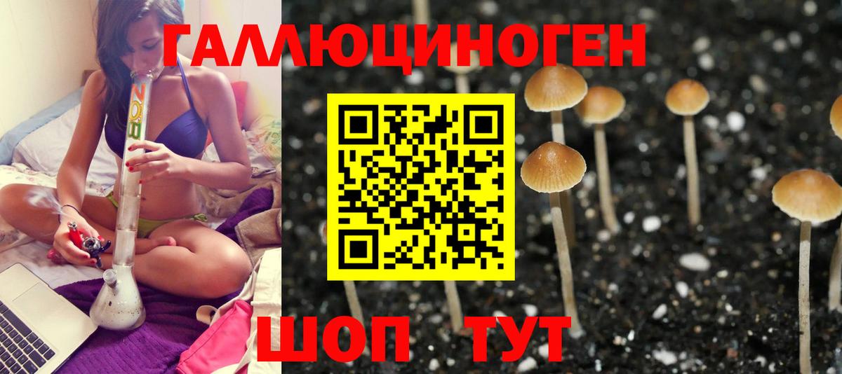Псилоцибиновые грибы Cubensis Ржев
